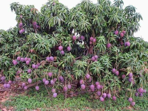 sugar free mango tree