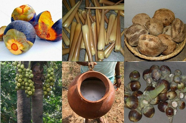 palm tree uses