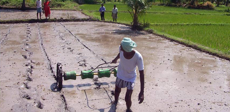 Direct paddy seeding