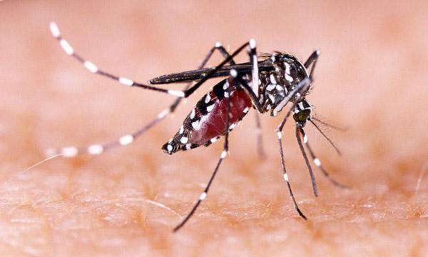 dengue mosquito