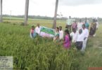 traditional rice varieties