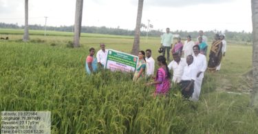 traditional rice varieties