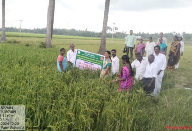 traditional rice varieties