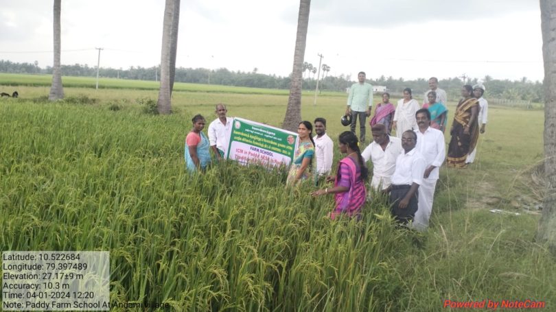 traditional rice varieties